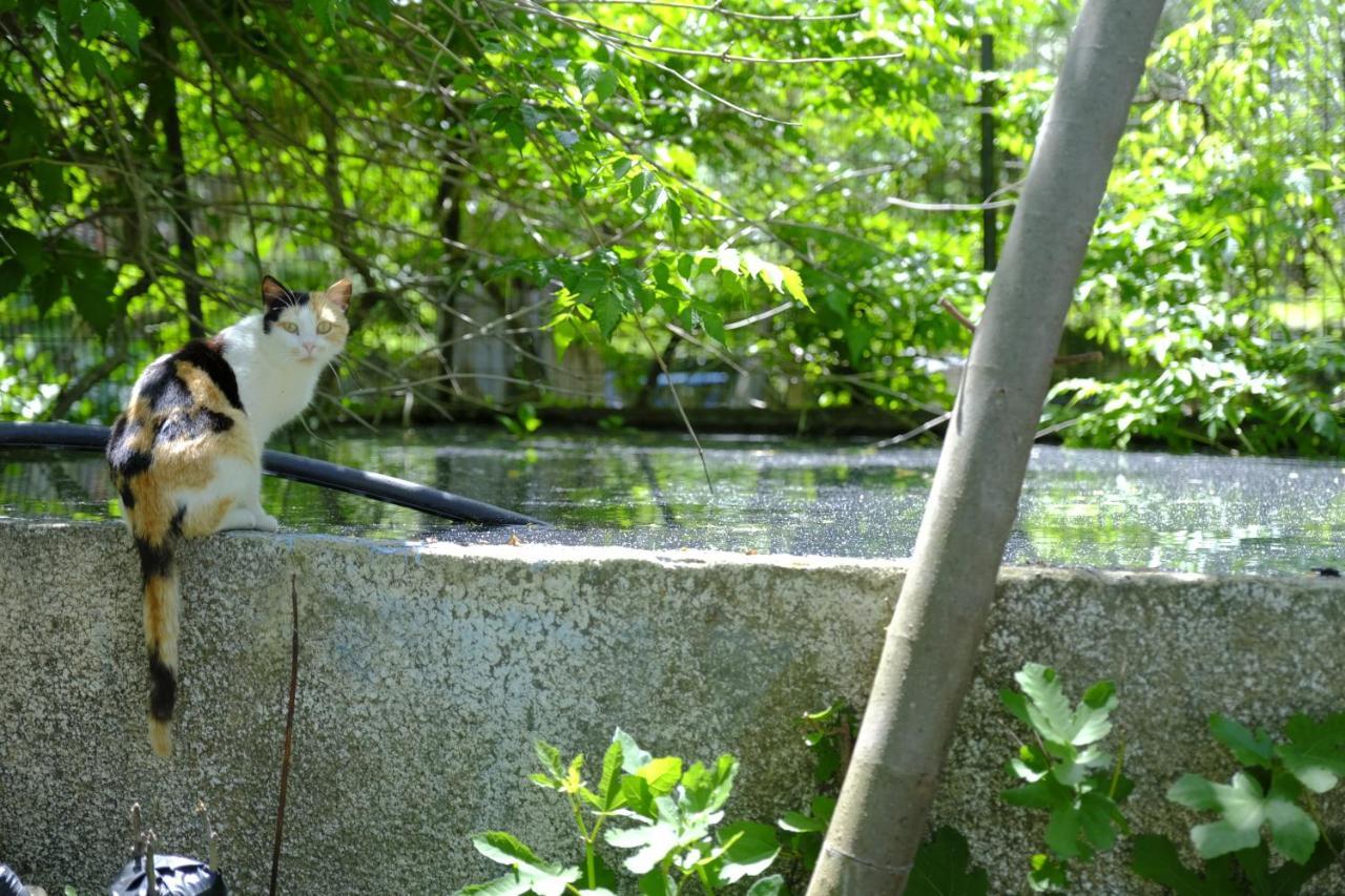 Alekas Studios Therma  Ngoại thất bức ảnh
